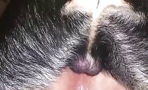dog sex, sex with animals